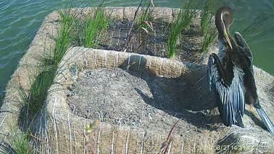 Turtle Island wildlife capture