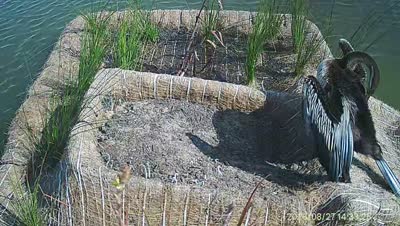 Turtle Island wildlife capture