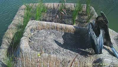Turtle Island wildlife capture