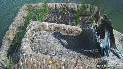 Turtle Island wildlife capture