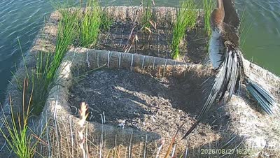 Turtle Island wildlife capture