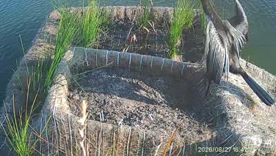 Turtle Island wildlife capture