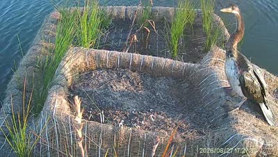Turtle Island wildlife capture