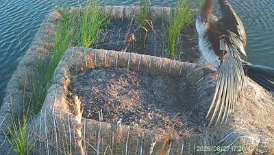 Turtle Island wildlife capture