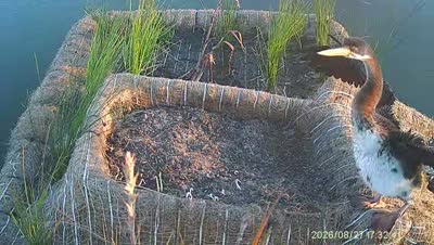 Turtle Island wildlife capture