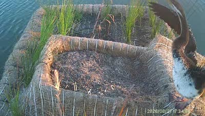 Turtle Island wildlife capture