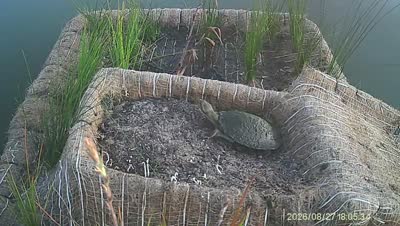 Turtle Island wildlife capture