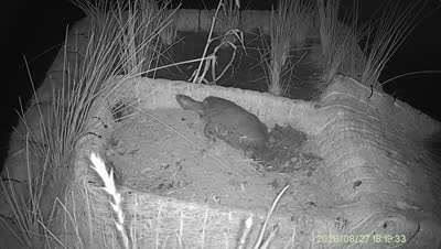 Turtle Island wildlife capture