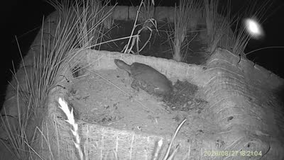 Turtle Island wildlife capture