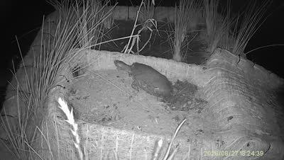 Turtle Island wildlife capture