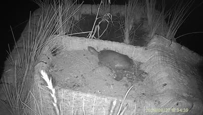 Turtle Island wildlife capture