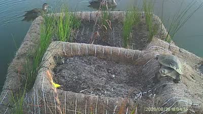 Turtle Island wildlife capture