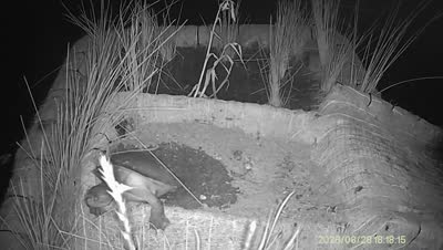 Turtle Island wildlife capture
