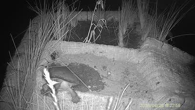 Turtle Island wildlife capture