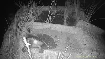Turtle Island wildlife capture