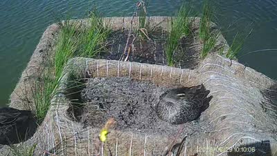 Turtle Island wildlife capture