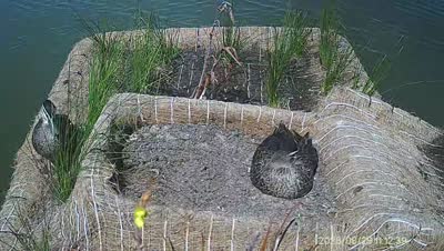 Turtle Island wildlife capture