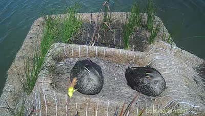 Turtle Island wildlife capture