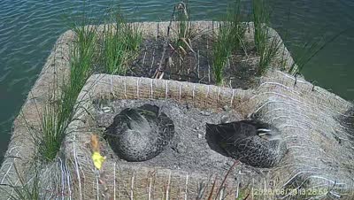 Turtle Island wildlife capture