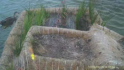 Turtle Island wildlife capture