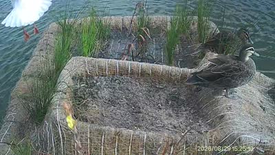 Turtle Island wildlife capture