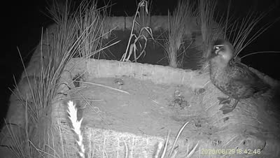 Turtle Island wildlife capture