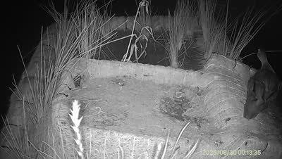 Turtle Island wildlife capture