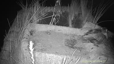 Turtle Island wildlife capture