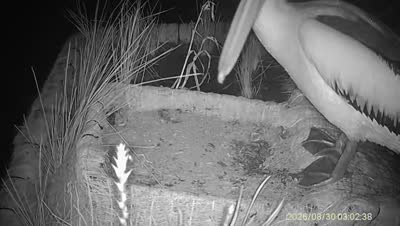 Turtle Island wildlife capture