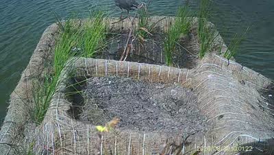 Turtle Island wildlife capture
