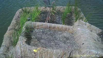 Turtle Island wildlife capture