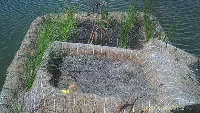 Turtle Island wildlife capture
