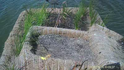 Turtle Island wildlife capture