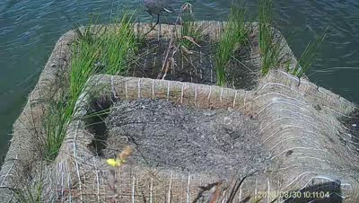 Turtle Island wildlife capture