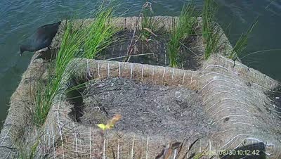 Turtle Island wildlife capture
