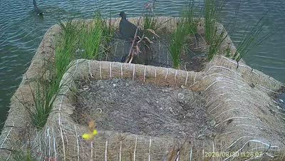 Turtle Island wildlife capture