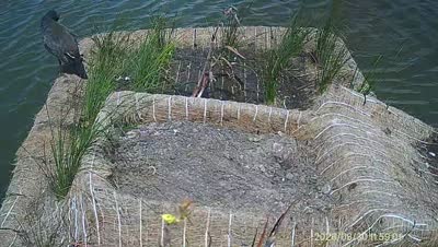 Turtle Island wildlife capture