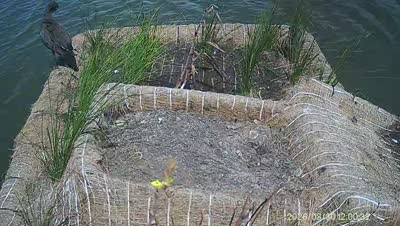 Turtle Island wildlife capture