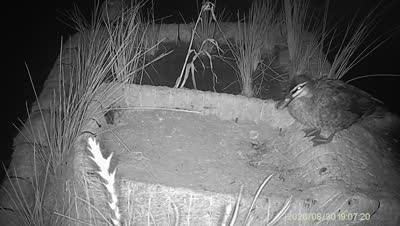 Turtle Island wildlife capture
