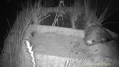 Turtle Island wildlife capture