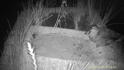 Turtle Island wildlife capture