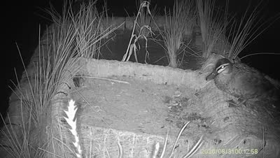 Turtle Island wildlife capture