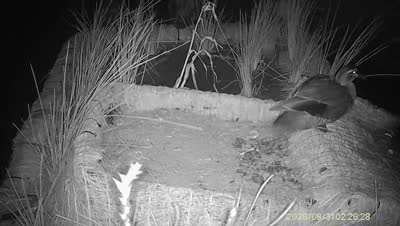 Turtle Island wildlife capture