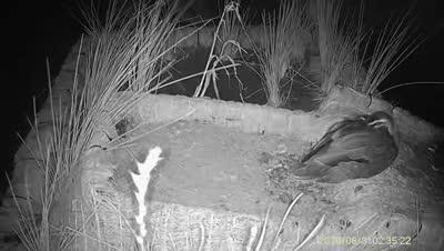Turtle Island wildlife capture