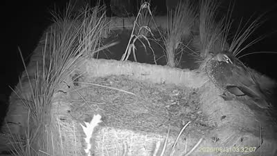 Turtle Island wildlife capture
