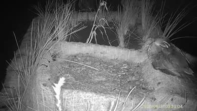 Turtle Island wildlife capture