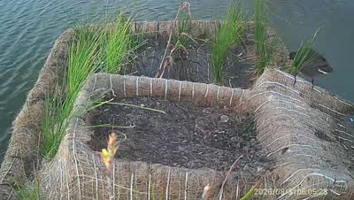 Turtle Island wildlife capture