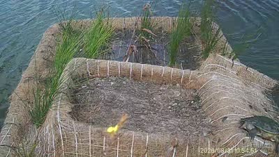 Turtle Island wildlife capture