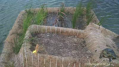 Turtle Island wildlife capture