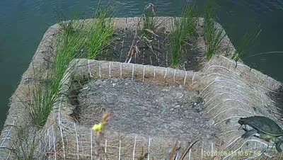 Turtle Island wildlife capture